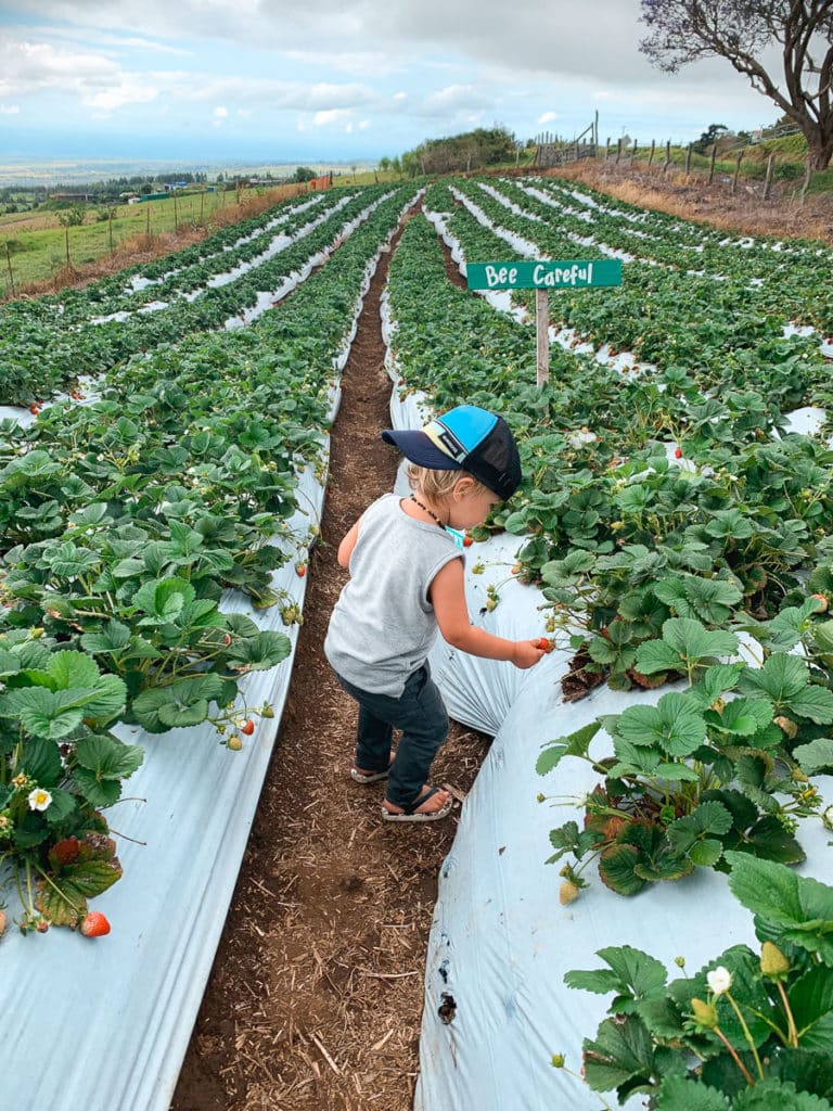 A boy picking strawberries at a farm on Maui, Hawaii. 