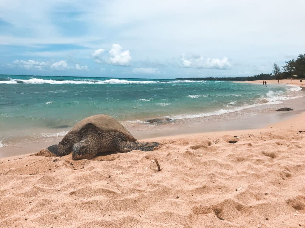 A turle laying on the beach in Hawaii.