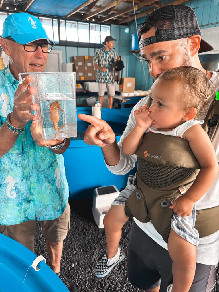 A baby in a carrier on dad looking at a seahorse at Ocean Rider Seahorse Farm on the Big Island of Hawaii.