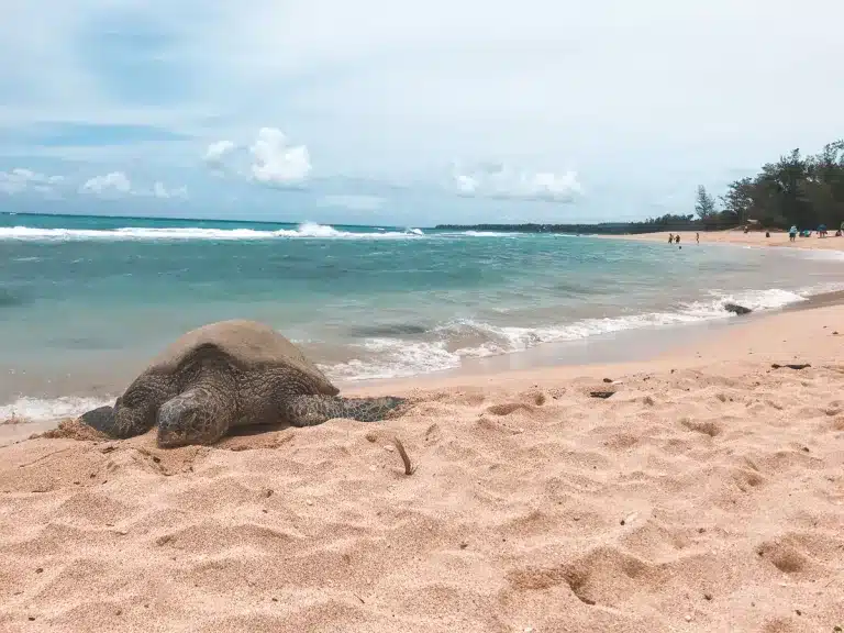 A turtle basking in the sunlight on a beach in Maui, Hawaii.