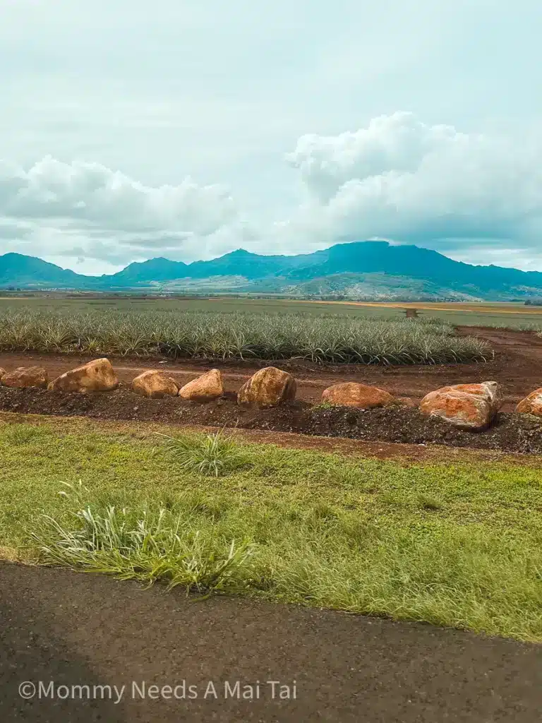 Pineapple fields with a mountain range in the background in Central Oahu, Hawaii. 