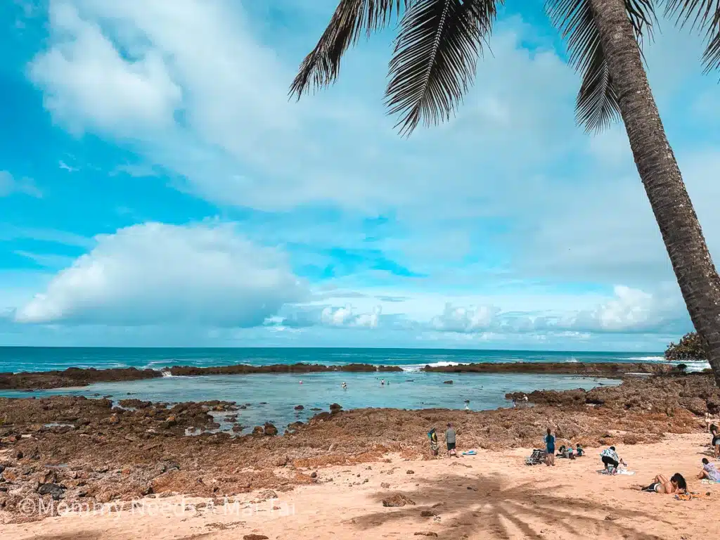 Kids and adults snorkeling at Shark's Cove at Pupukea Beach Park on the North Shore of Oahu. 