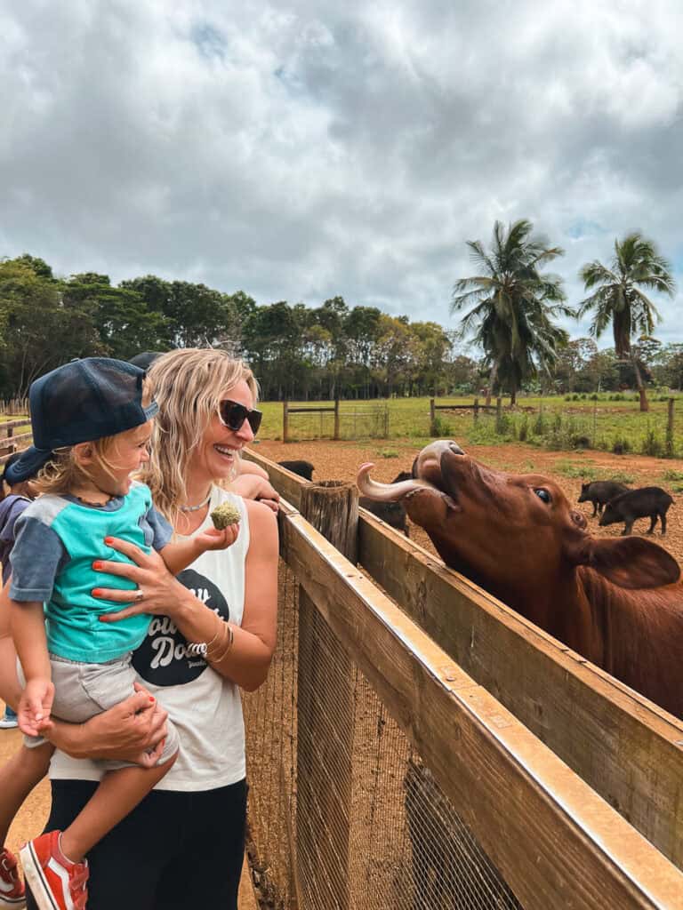 A mom holds her toddler back from a cow sticking out its tongue at Kilohana Plantation's Kauai Plantation Railway tour in Hawaii.