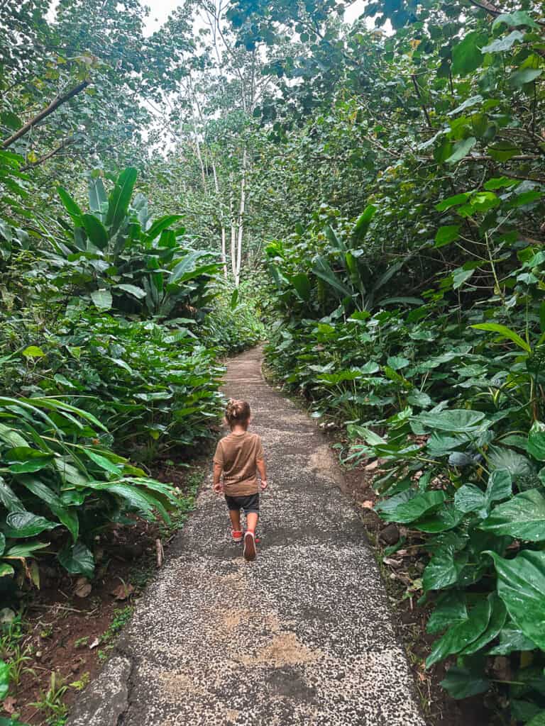 A toddler walks through a lush pathway in Kauai, Hawaii. 