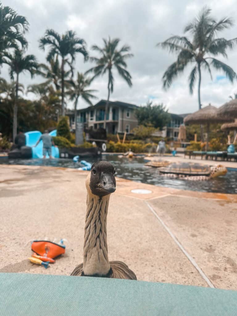 A nene bird looks at the camera next to a resort pool on Kauai. 